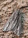 Carphoides incopriarius - Hodges#6624 - photo 2