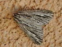 Carphoides incopriarius - Hodges#6624 - photo 3