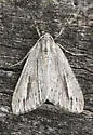 Carphoides incopriarius - Hodges#6624 - photo 4