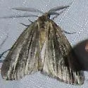 Carphoides incopriarius - Hodges#6624 - photo 5
