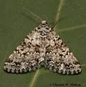 Green Carphoides - Hodges#6623