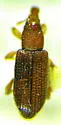 Carphonotus testaceus - Carphonotus testaceus