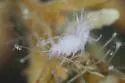 Carpias minutus - photo 2