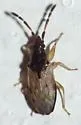 Carpilis barberi - Carpilis barberi
