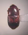 Carpophilus antiquus
