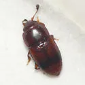 Carpophilus antiquus - photo 2