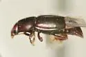 Carpophilus antiquus - photo 4