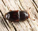 Carpophilus antiquus - photo 5