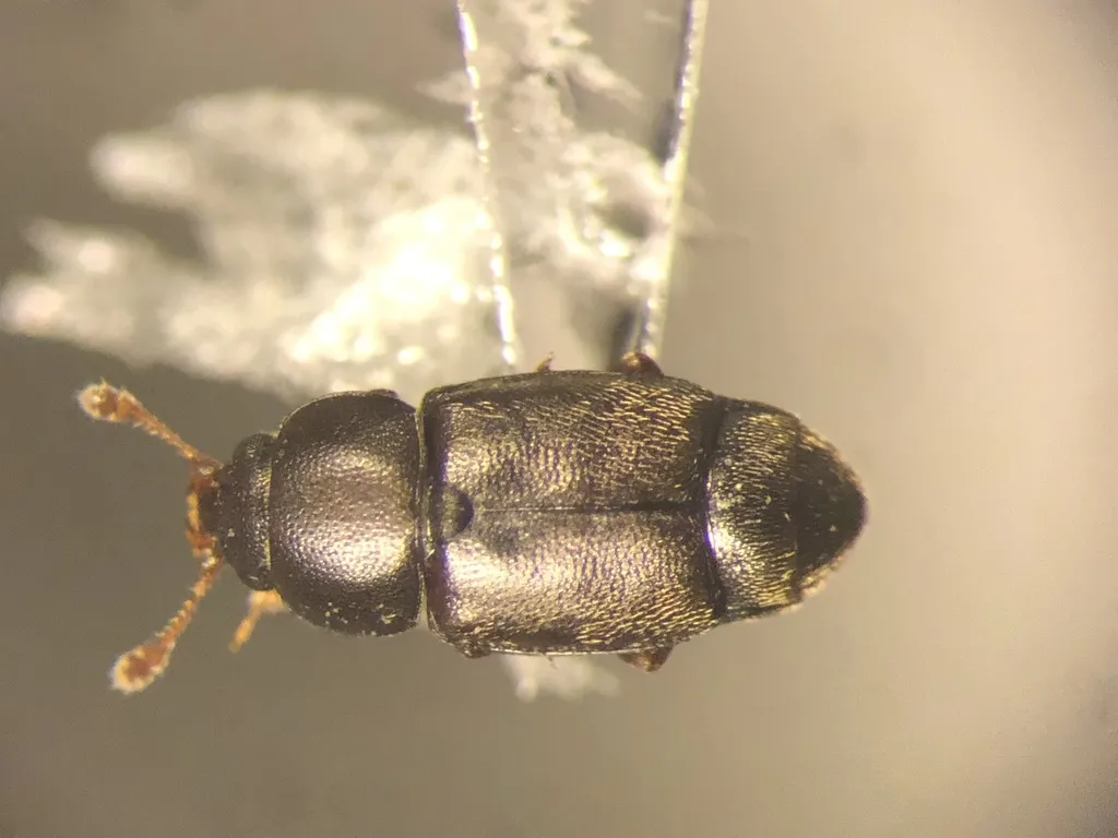 Carpophilus brachypterus - photo 2