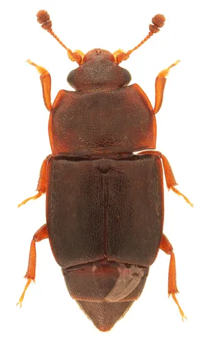 Carpophilus corticinus