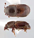 Cornsap Beetle
