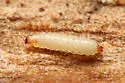Cornsap Beetle - photo 2
