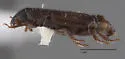 Carpophilus discoideus