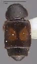 Carpophilus discoideus - photo 2