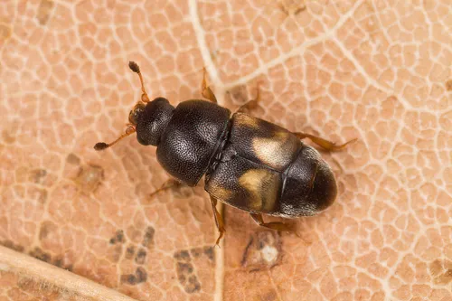 Dried-fruit Beetle
