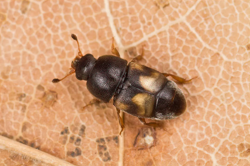 Dried-fruit Beetle - photo 3