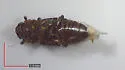 Carpophilus ligneus - photo 4