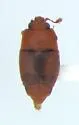 Carpophilus marginatus - Carpophilus marginatus