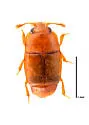 Carpophilus marginatus - photo 3