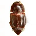 Carpophilus marginellus