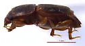 Carpophilus marginellus - photo 3