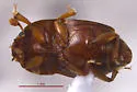 Carpophilus marginellus - photo 4