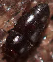 Carpophilus marginellus - photo 5