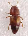 Confused Sap Beetle