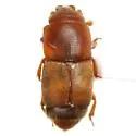 Confused Sap Beetle - photo 2