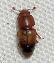 Confused Sap Beetle - photo 3