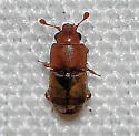 Confused Sap Beetle - photo 4