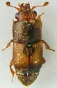 Confused Sap Beetle - photo 5