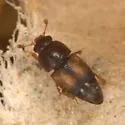 Carpophilus nepos - Carpophilus nepos