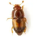 Carpophilus nepos - photo 2