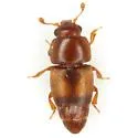 Carpophilus nepos - photo 3