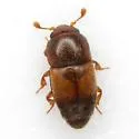Carpophilus nepos - photo 4