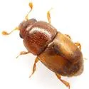 Carpophilus nepos - photo 5