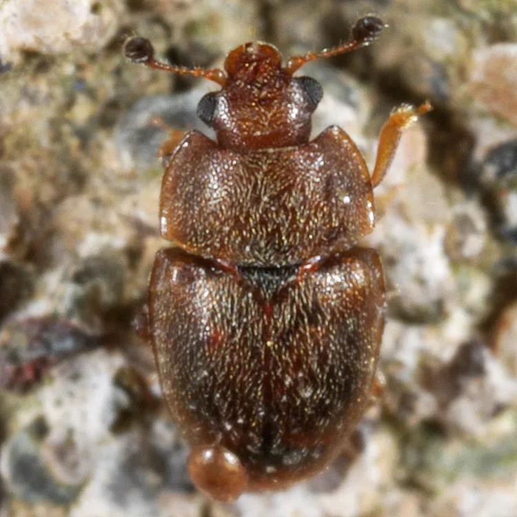 Carpophilus obsoletus 0 - photo 2