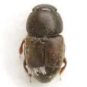 Carpophilus pilosellus - photo 2