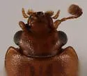 Carpophilus tempestivus - photo 3