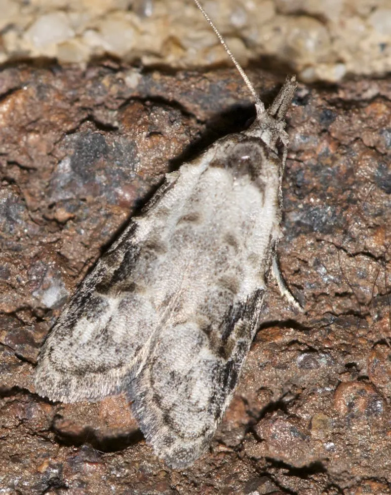 Currant Fruitworm Moth - Hodges#2315 - photo 2