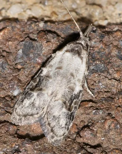Currant Fruitworm Moth - Hodges#2315 - photo 3
