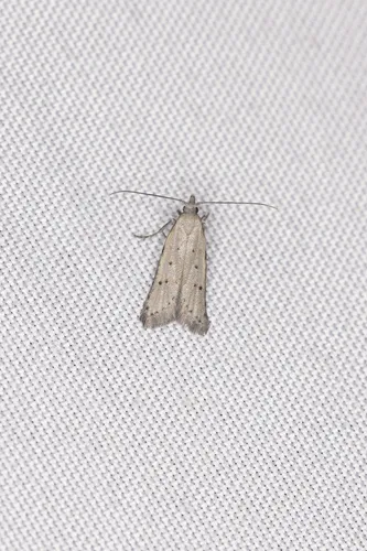 Carposina gracillima
