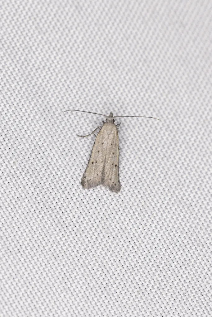 Carposina gracillima - photo 2