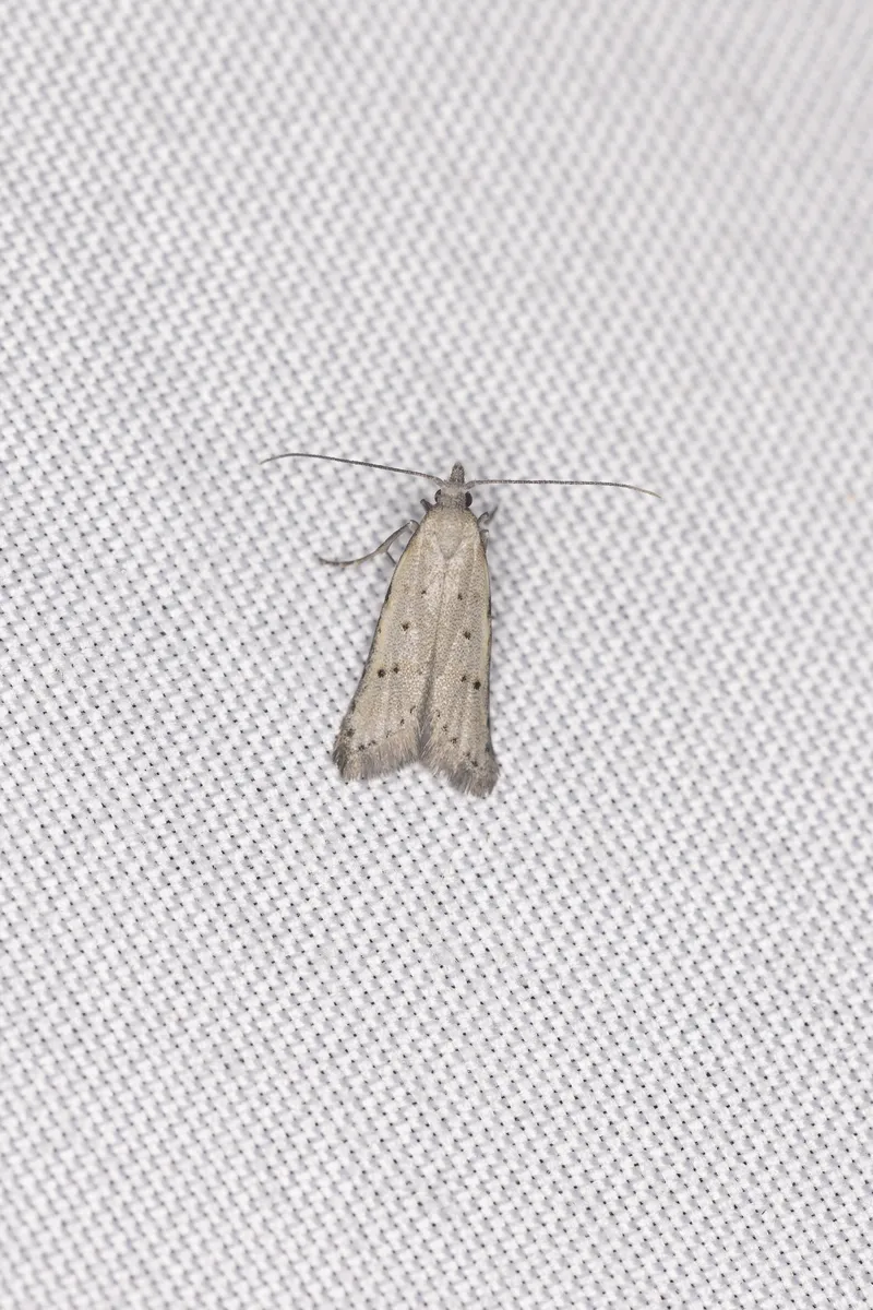 Carposina gracillima - photo 3