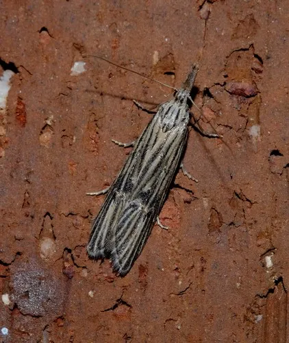 Carposina neurophorella