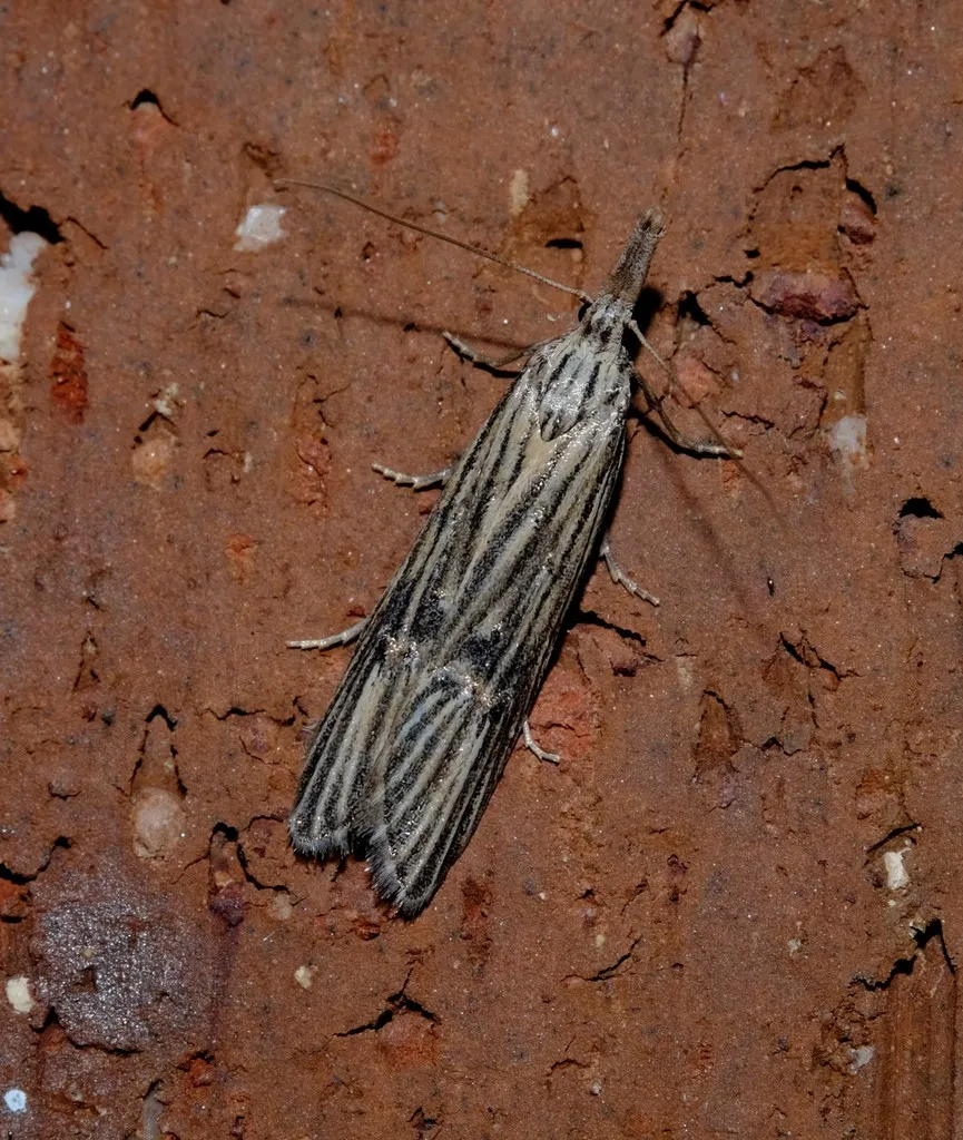 Carposina neurophorella - photo 2