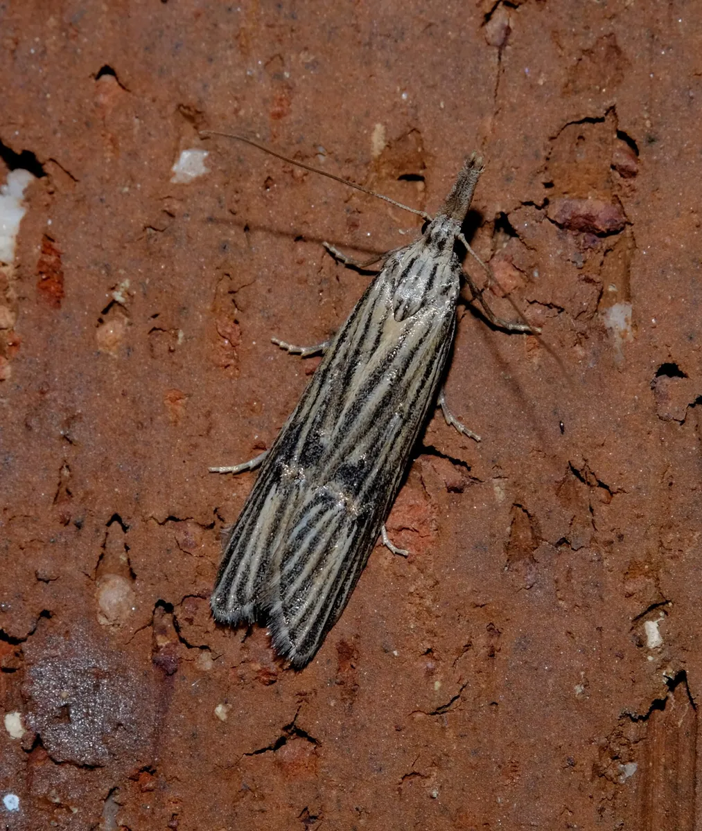 Carposina neurophorella - photo 3