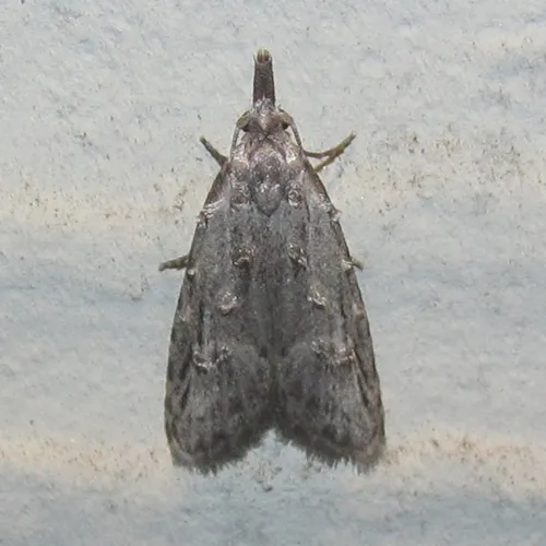 Carposina ottawana - Hodges#2314