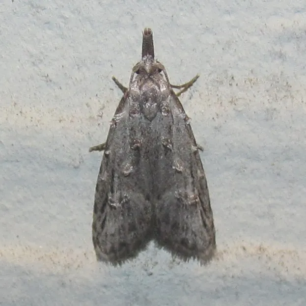 Carposina ottawana - Hodges#2314 - photo 2